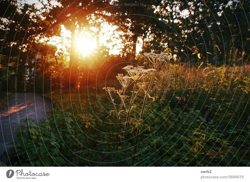 evening salutation Environment Nature Plant Sunlight Day Deserted bushes Wild plant Detail Illuminate Colour photo Exterior shot Close-up Weather