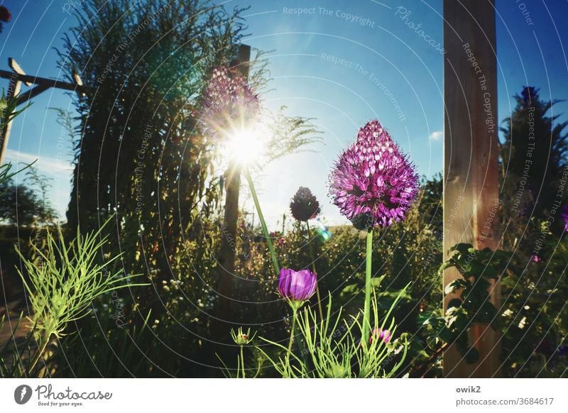 Alium Plant bleed ornamental garlic Deserted Exterior shot Blossoming Detail flowers Nature Violet Environment Growth Garden Colour photo Copy Space left