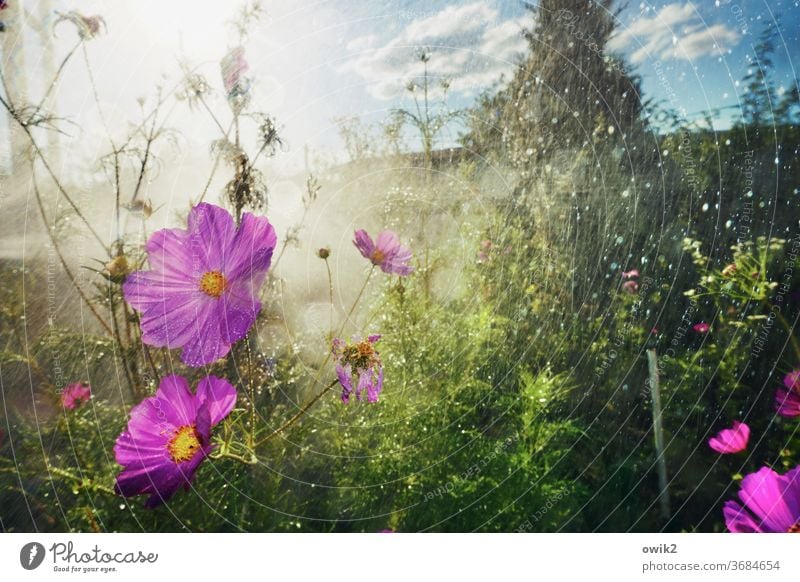 wetland Garden Water Drops of water Shower Plant Damp Wet Rain Cast spring Close-up Light (Natural Phenomenon) Growth Mysterious Exterior shot