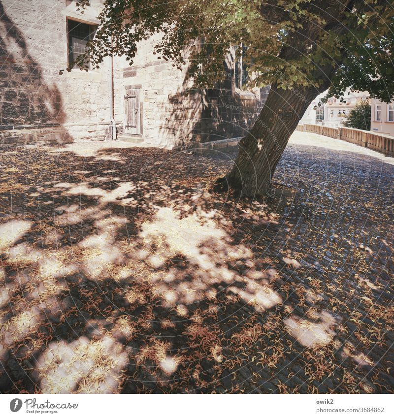 Arnstadt Church churchyard Places tree Old Historic Johann Sebastian Bach Church Exterior shot Colour photo Deserted Architecture Town Religion and faith Day