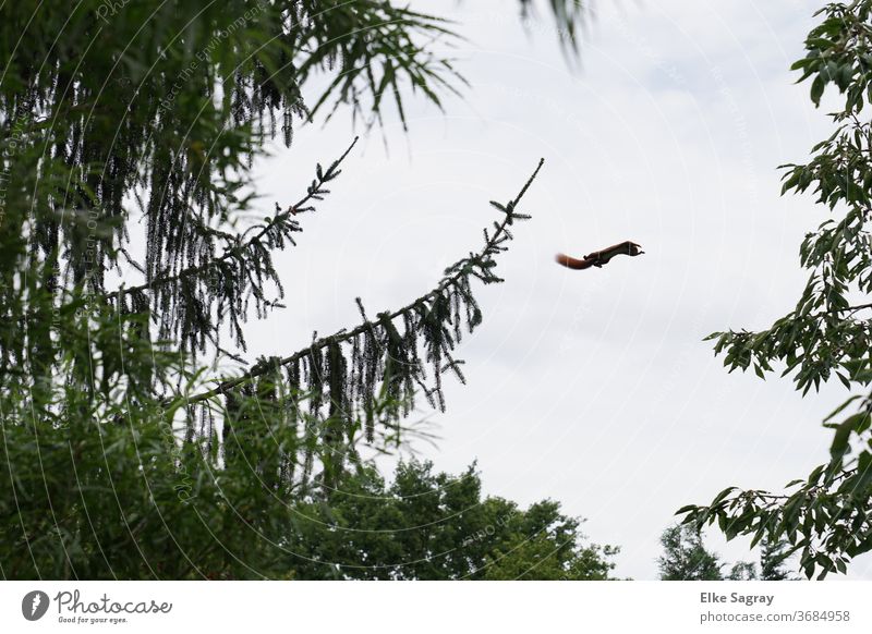 Squirrel - Jump Colour photo Exterior shot Wild animal Deserted Nature Environment