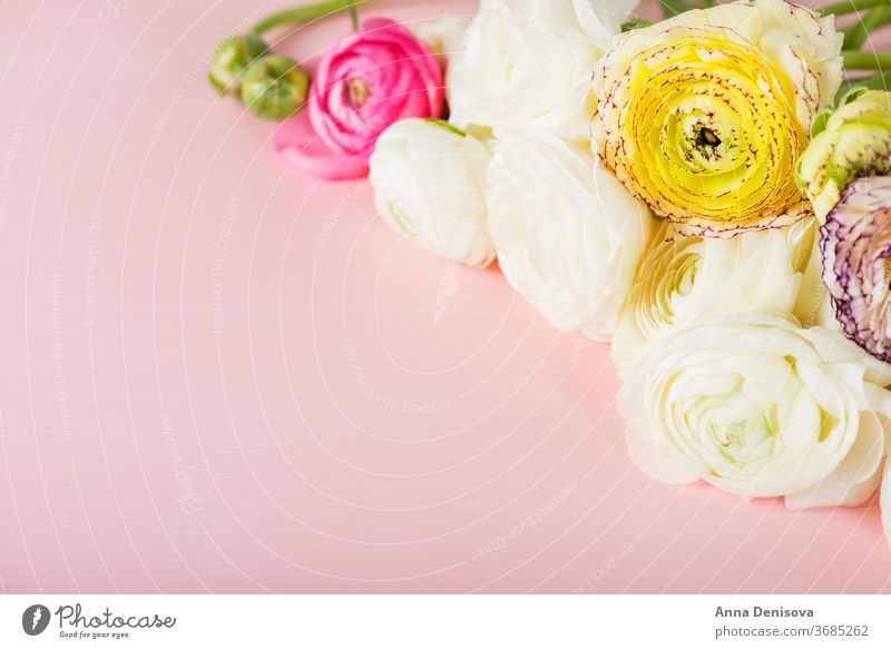 Ranunculus Buttercup Flowers of different colours ranunculus bouquet buttercup flowers pink spring day bunch mothers text blossom nature macro birthday bloom