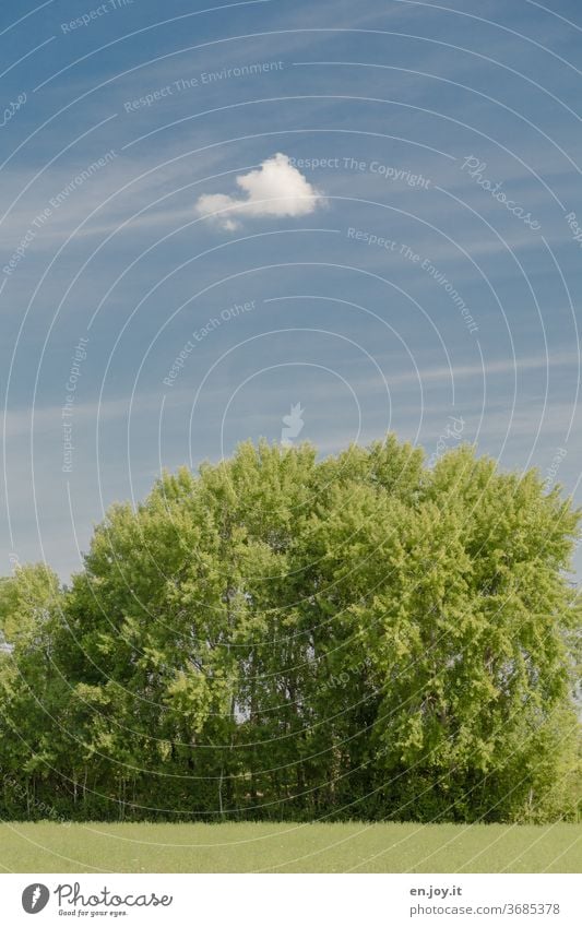 Tree and Cloud tree cloud green Blue Summer Beautiful weather cirrostratus clouds Meadow Grove of trees Sky Nature Landscape Deserted Colour photo Exterior shot