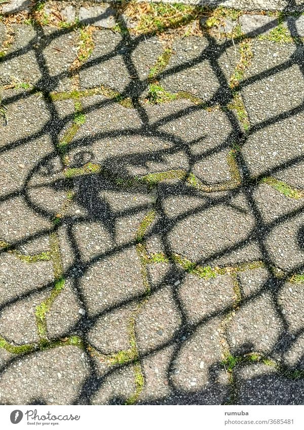 shadow, fence, bird Fence Shadow shadow cast Metal Ground Sunlight Divide Grating cordon Line Deserted Exterior shot Pattern Tar Abstract built Detail