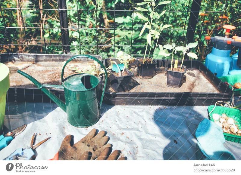 Household goods for the garden. Rubber gloves, flower pots, seedling boxes, Greenhouse in back garden growing plants at home garden stuff spring zucchini