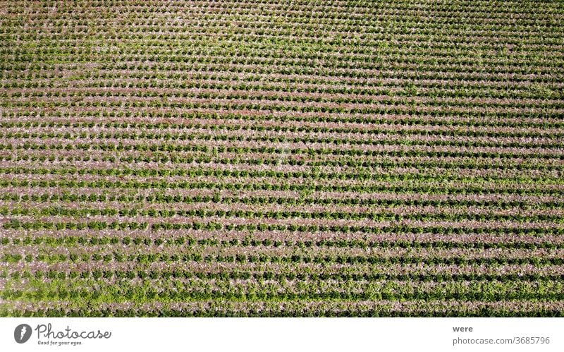 Fields with vegetable plants from above Area flight aerial view bird's eye view cook cook vegetarian cooking copy space drone flight end of season farmer