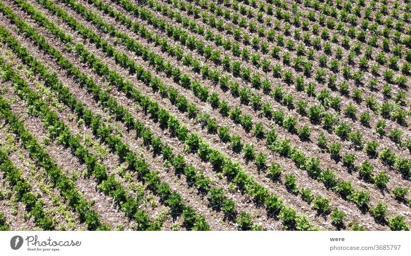 Fields with vegetable plants from above Area flight aerial view bird's eye view cook cook vegetarian cooking copy space drone flight end of season farmer