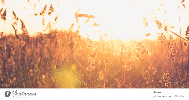 summerdream Landscape Sunrise Sunset Beautiful weather Wild plant Meadow Field Moody Warm-heartedness Serene Calm Longing Colour photo Multicoloured