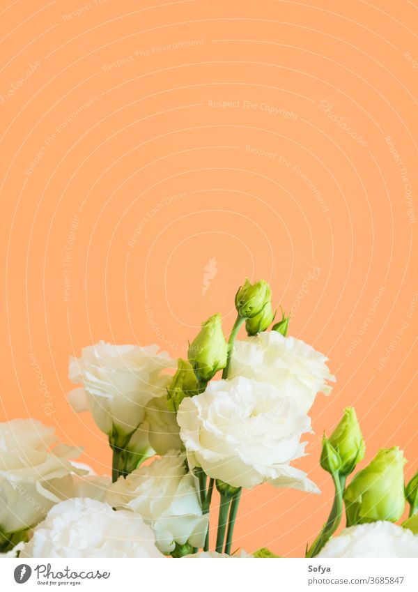 Beautiful eustoma flowers bouquet on orange lisianthus wedding design fashion mother minimal floral trendy background cantaloupe woman abstract love summer