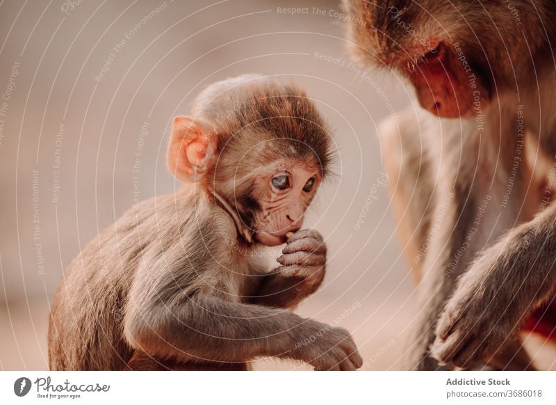 Little monkey baby with monkey mom macaque rhesus mother macaca mulatta animal nature cute little small india wild primate wildlife environment mammal fauna