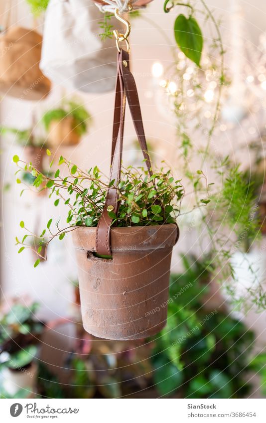 Pot with plant in a floral shop fashion modern life style blooming flower nature romantic decor composition top gardening work making profession florist