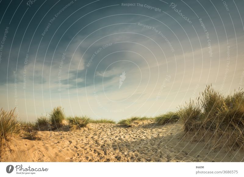 Dune grass on sandy beach II Vacation & Travel Sky Rostock Germany Mecklenburg-Western Pomerania Warnemünde Colour photo Multicoloured Exterior shot Deserted