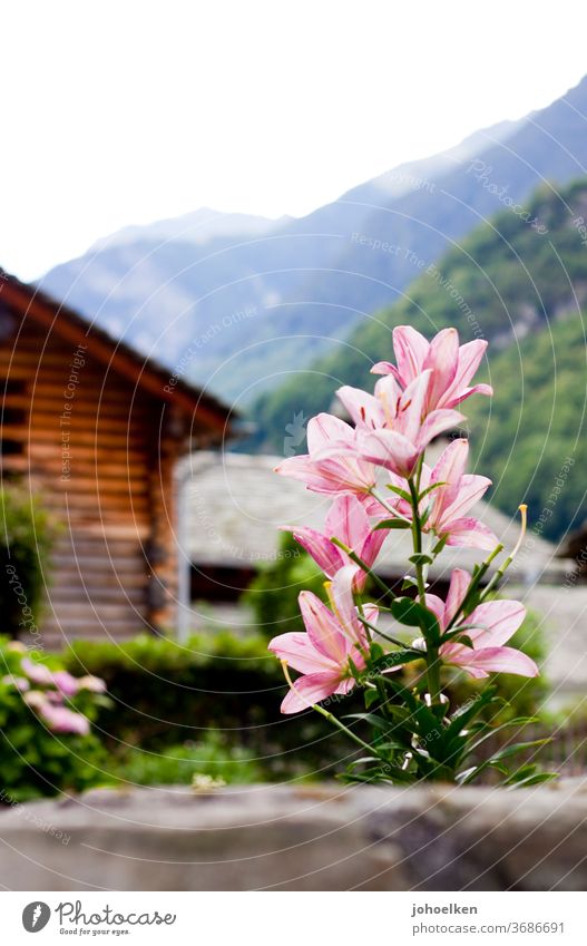 Lily in front of an alpine panorama Lily blossom Wooden hut Alps Mountain flowers Exotic exotic plants green Pink Deserted Copy Space top bleed Blossoming