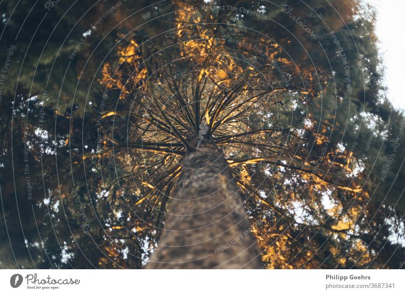 Top view of a tree at sunset Sunbeam Growth Outdoors Nature Keen insight Branch no people Sunset Forest Park unusual angle Summer warm colors