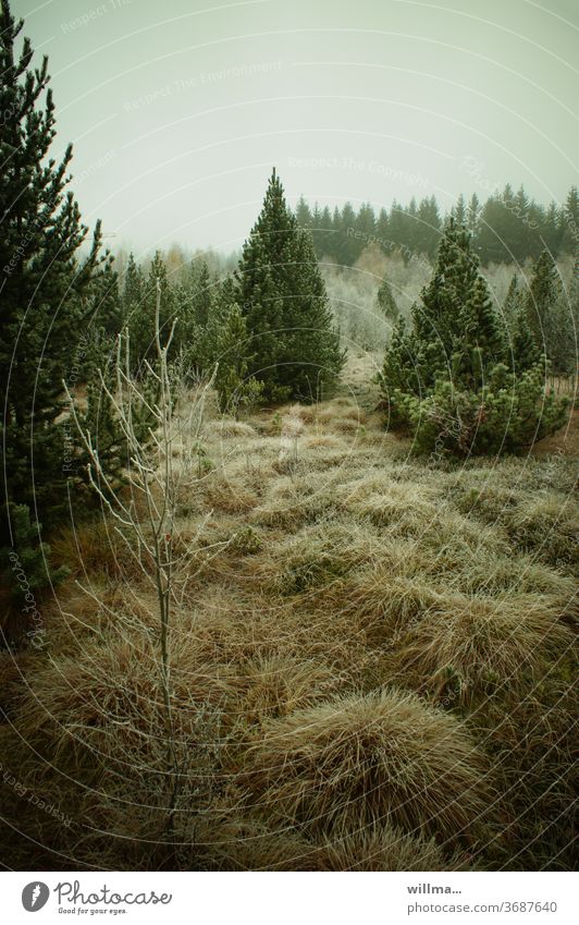 Hoarfrost in the high moor Kühnheide Fen rain moor Hoar frost Habitat Nature reserve Mothäuser Heath Bog Moorland nature trail Stengelhaide flora conifers