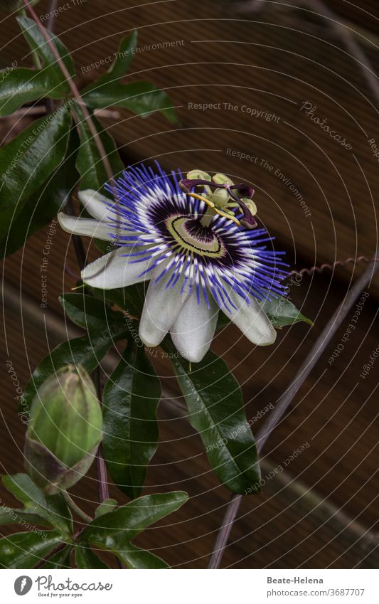 UFO: blue-white flower of a climbing plant ready to take off bleed unusual Pistil Blue-white creeper Exotic eye candy Propeller Round flying object Plant