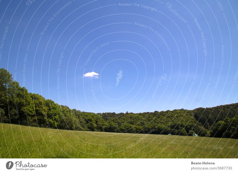 "Bright to cloudy": Sun-flooded forest-meadow landscape with tiny clouds Sky Blue Sky blue clear Single Cloud Summer Exterior shot green Greeny-blue