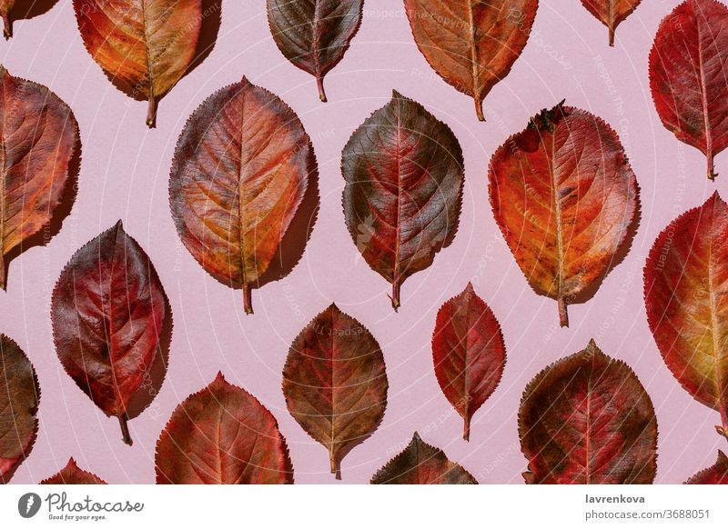 Red autumn aronia leaves arranged on pastel pink background fall foliage bright red leaf golden seasonal knolling Aronia arrangement botanical top view