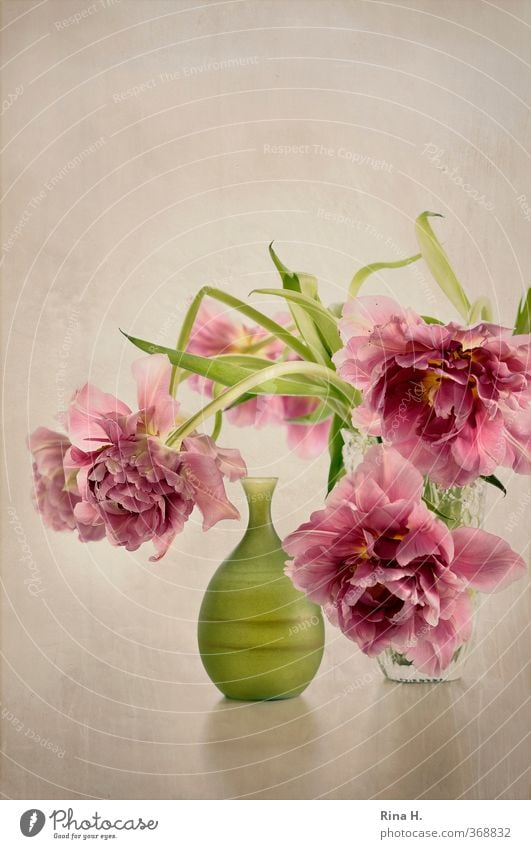 Still Flat (apartment) Decoration Flower Blossom Tulip Blossoming Faded Esthetic Elegant Bright Green Pink Still Life Vase Deserted Copy Space top