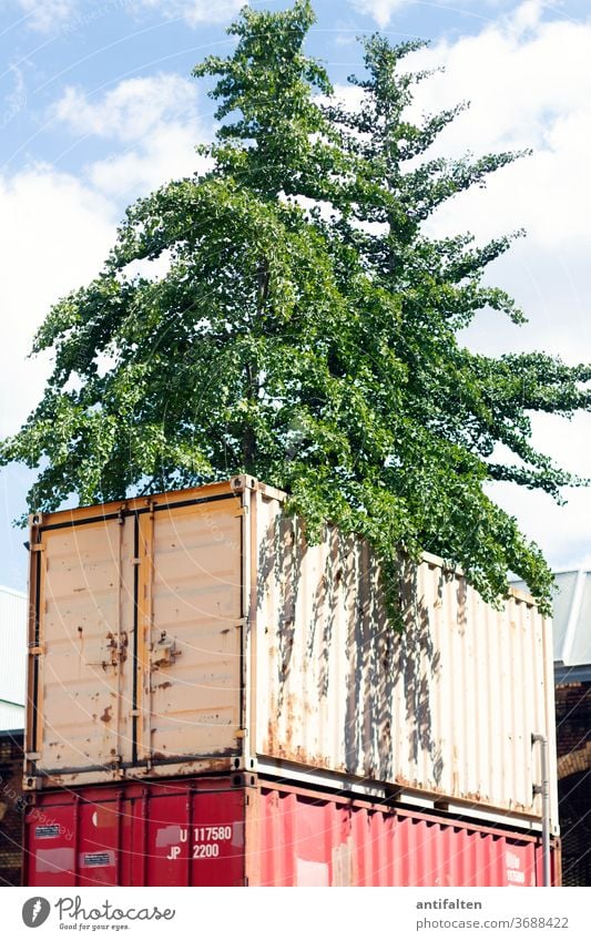 uncontrolled growth Container tree street style Nature Wild Town Exterior shot Colour photo Deserted Day Environment Plant natural Landscape Climate Sky Clouds