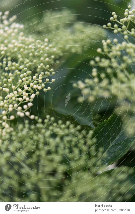 Many small flower buds Nature Love of nature Exterior shot Plant green spring bleed Garden Close-up Shallow depth of field White Detail Blossoming Bud Blur