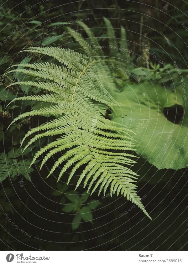 dark forest Forest green Wilderness Fern Summer Forest walk outdoor outside Plant wilderness Nature leaves Colour photo Wild plant Detail Fern leaf Leaf umwelt