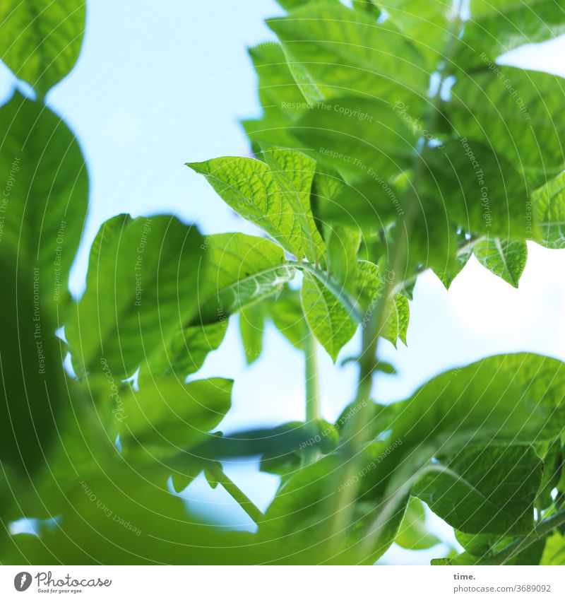 arable gold Plant Garden Deserted Nature Perspective Inspiration natural Summer green flaked Company fellowship potato leaves