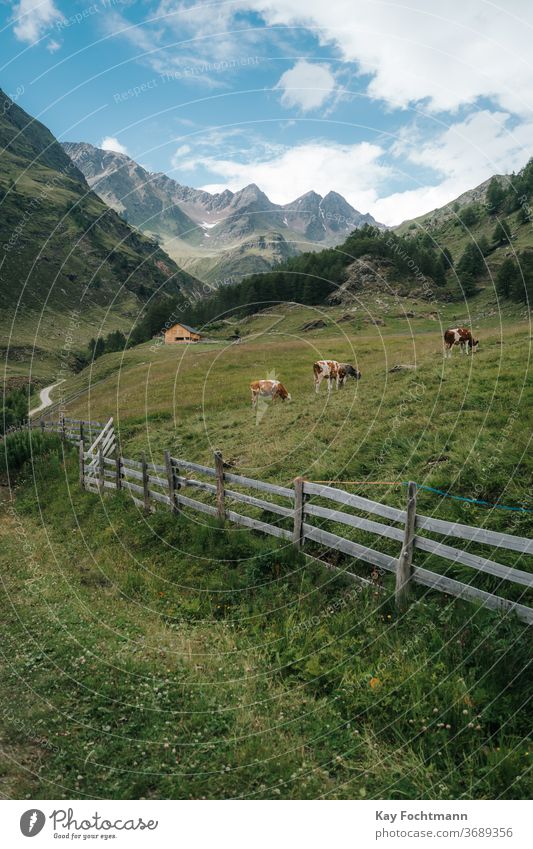 Herd of cows resting on farmland surrounded by the Dolomite mountains agricultural agriculture alpine alps animal calmness cattle country countryside dairy