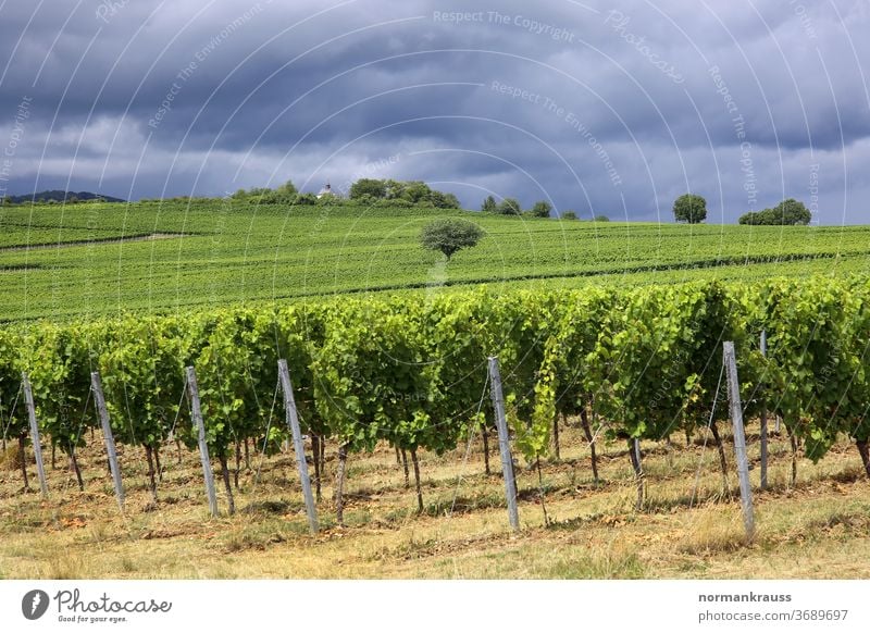 Vineyards in the Palatinate wine field vines mountains hillock wingert Autumn southern Palatinate Rhineland-Palatinate palatinate plants Landscape Agriculture