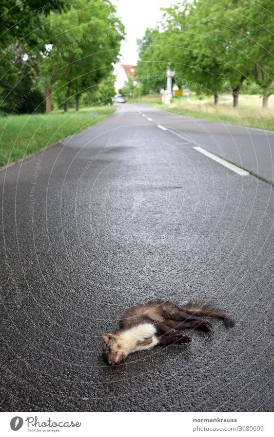 Accident with game - dead marten Marten Street traffic casualties wild accident Death cadaverous slain run sb./sth. over car car traffic Traffic lane Roadside