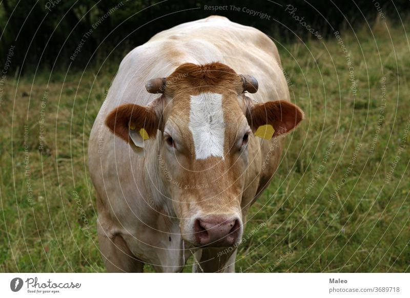 Herd of cows in the pasture in summer countryside domestic agriculture animal beast beef bovine bright cattle chain close cloud cloudy color dairy day eating