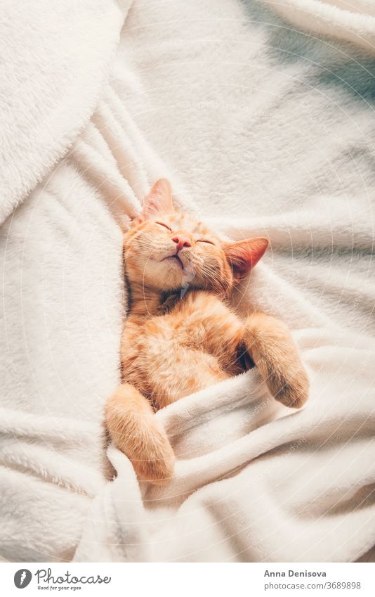 Cute ginger kitten sleeps cute cat relax on back blanket pet baby home cozy comfort resting fluffy sleeping kitty adorable child little animal warm comfortable