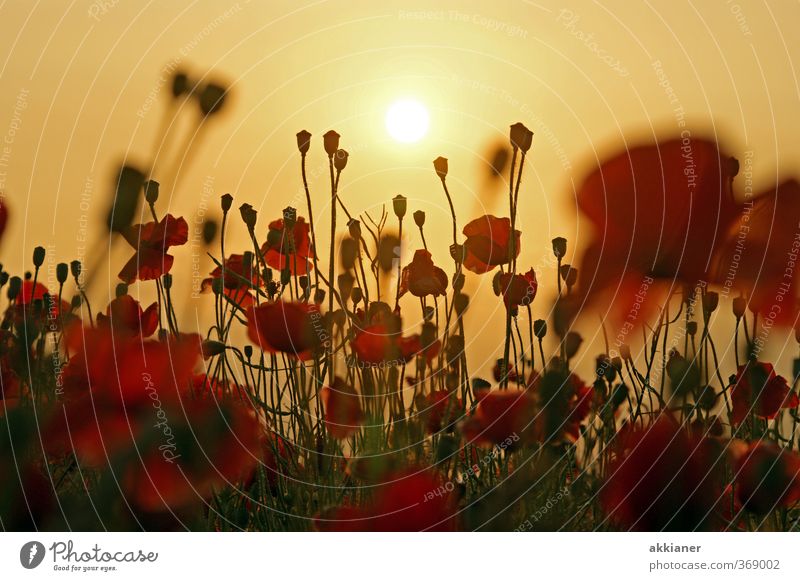 poppy field Environment Nature Landscape Plant Sky Cloudless sky Sun Summer Flower Blossom Park Meadow Field Natural Red Poppy Poppy blossom Poppy field