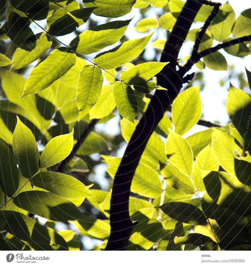 shaded place Plant Garden Deserted Nature Perspective Inspiration naturally Green Leaf Yellow Branch Shadow sunny Sunlight Twig Cover Protection