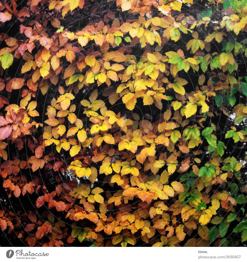 Indian Summer Style Plant Garden Deserted Nature Perspective Inspiration natural green Red flaked Company fellowship Yellow beeches Colouring Autumn