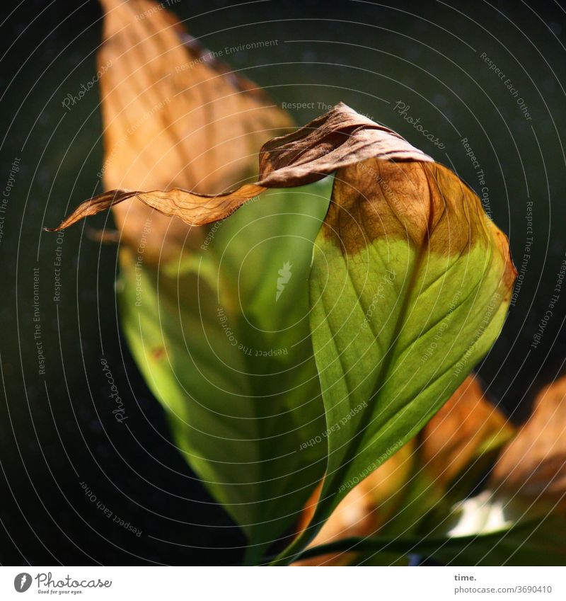 Autumn ahead (11) flaked green Limp Brown Plant Sunlight sunny Shadow Undulating Intersection Death pass away Pattern structure