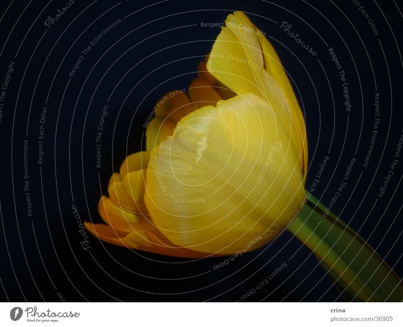 Portrait in yellow Tulip Yellow Black Green Macro (Extreme close-up) Blossom Close-up