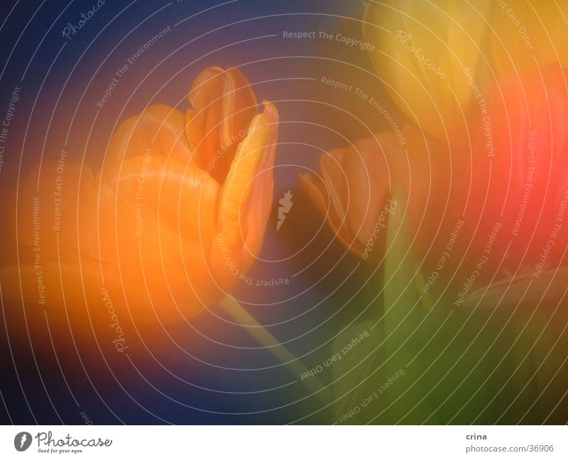 Portrait of a Tulip3 Green Yellow Red Blur Orange Blue Close-up Erudite