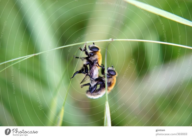 Copulating Hoverflies Animal Wild animal Fly 2 Pair of animals Hang Love Make To swing Athletic Near Brown Green Orange Black Sex Sexuality Colour photo