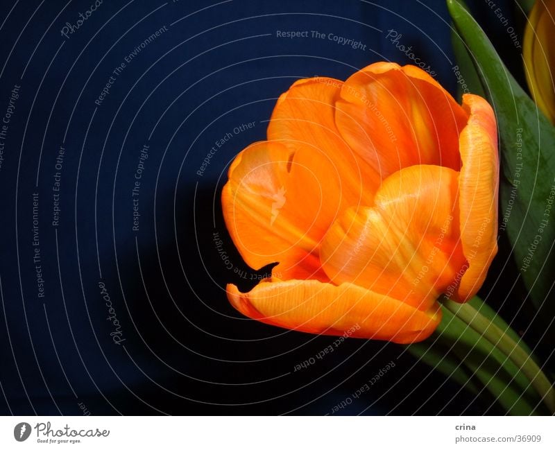 Portrait of a Tulip1 Green Macro (Extreme close-up) Blossom Orange Blue Close-up