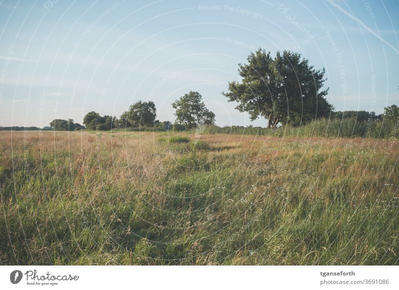 Summer meadow on the Ems Meadow grassland summer landscape Germany Exterior shot Deserted Landscape Nature reserve Beautiful weather Grass Emsland Lower Saxony