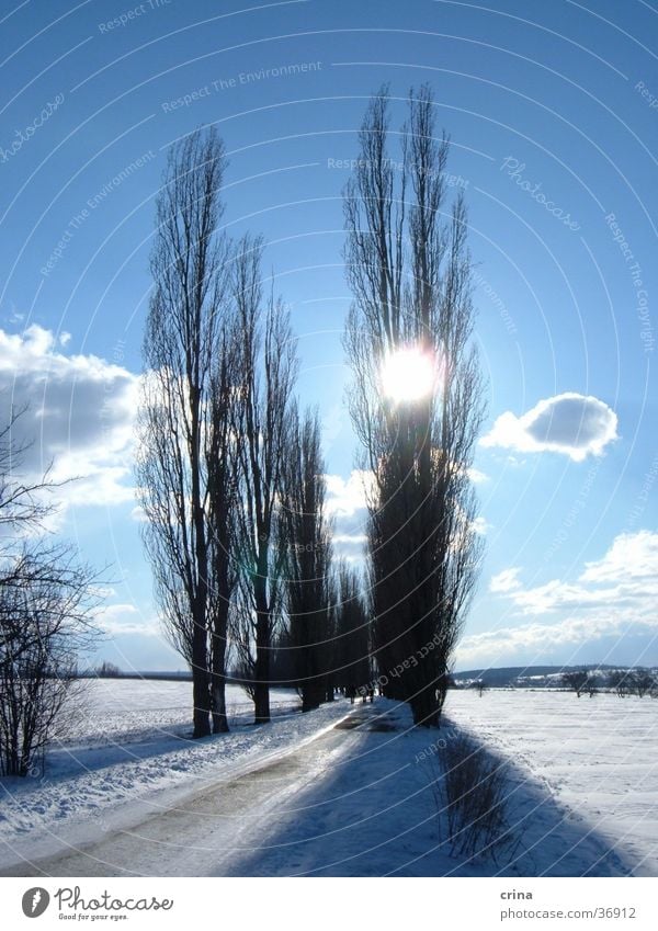 Sunday walk2 Tree Avenue Back-light Clouds White Snow Sky Blue