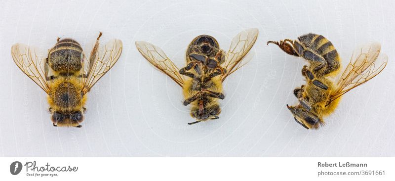 dead bee in front of white background Bee Bee-keeper beekeeping Close-up Copy Space Copy room pest cut Dangerous Deceased The deceased ecology