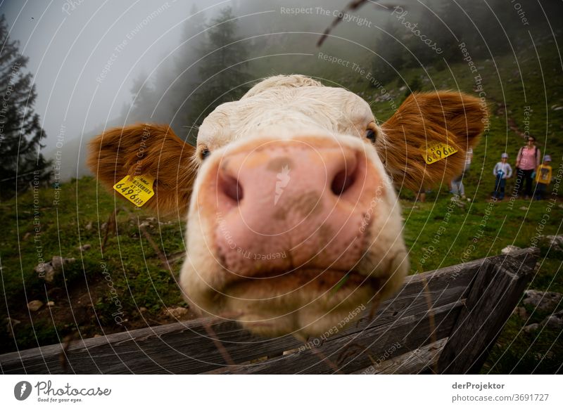 Distanceless cow at the Achensee Agriculture Cattle chill Forest Nature Nature reserve Effort Environment Brave Beginning Mountain Hiking Colour photo