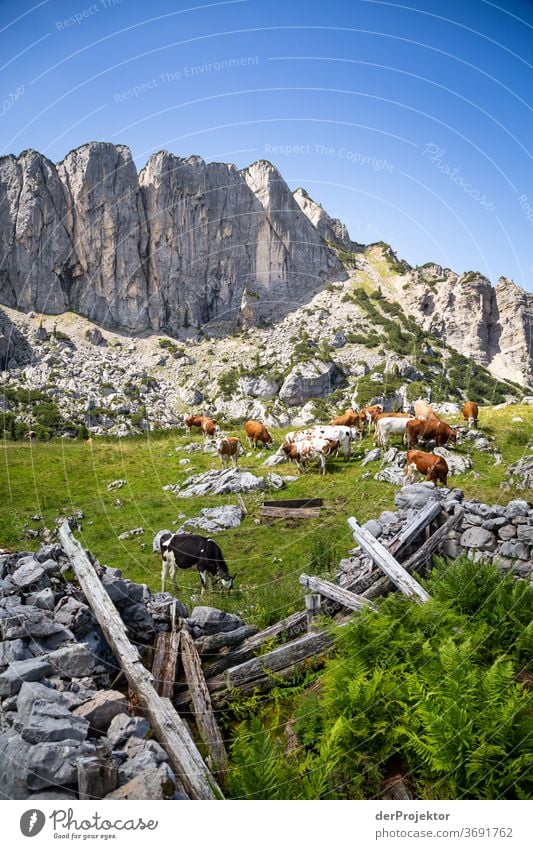 Cow herd in ruins at the Achensee Agriculture Cattle chill Forest Nature Nature reserve Effort Environment Brave Beginning Mountain Hiking Colour photo