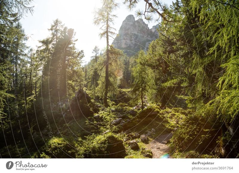 Magic forest in the Gegenlich at the Achensee Forest Nature Nature reserve Effort Environment Brave Beginning Mountain Hiking Colour photo Copy Space right