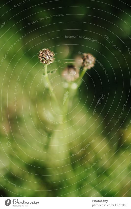 Nature in detail blurriness Plant Green Colour photo Exterior shot Deserted Small Foliage plant Bird's-eye view Woodground Glade Wild plant Depth of field