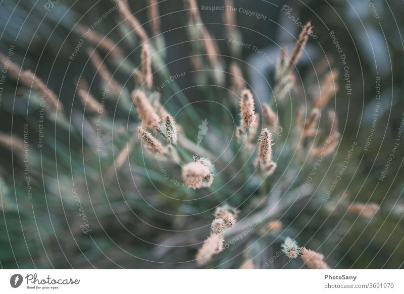 Green plant from above Depth of field shrub Plant Nature Deserted Garden Wild plant Glade Bird's-eye view Foliage plant Exterior shot Colour photo blurriness