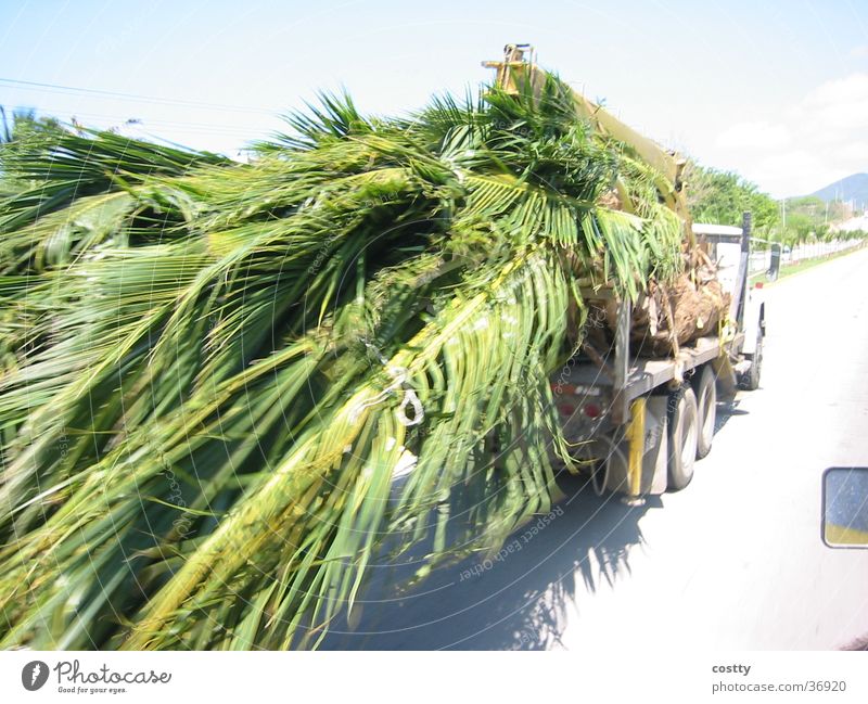 Mexico Nature tree car landscape