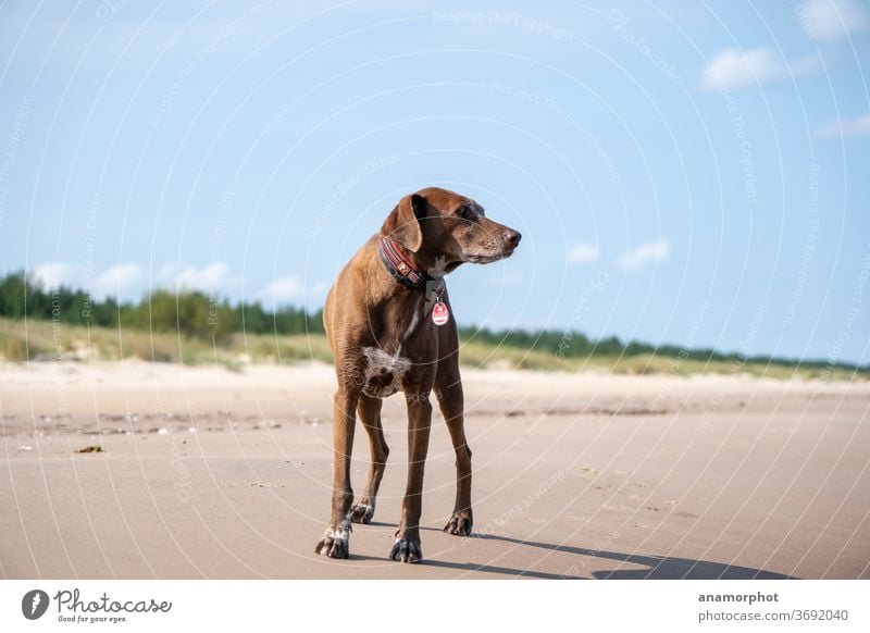 Dog looks into the distance Beach Ocean Sky light blue sunny Summer Coast Sand Nature Vacation & Travel Exterior shot Blue Landscape Tourism Day Clouds Sun